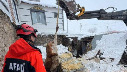 Kars'ta 2 ahır &ccedil;&ouml;kt&uuml;, 4 b&uuml;y&uuml;kbaş hayvan telef oldu