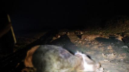 Kırşehir'de bulunan 13 cansız hayvan jandarmayı harekete ge&ccedil;irdi