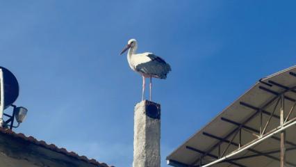Leylek k&ouml;y&uuml;nde b&uuml;y&uuml;k sevin&ccedil;: Eşi geldi, herkes Yaren'i bekliyor
