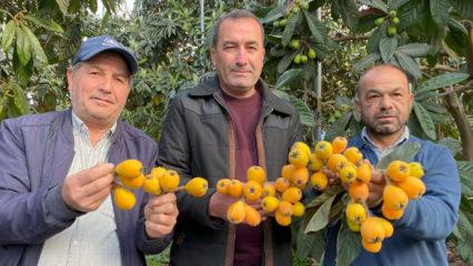 Sarı altın erken geldi! Yılın ilk yenid&uuml;nya hasadı yapıldı: Fiyatı dudak u&ccedil;uklattı
