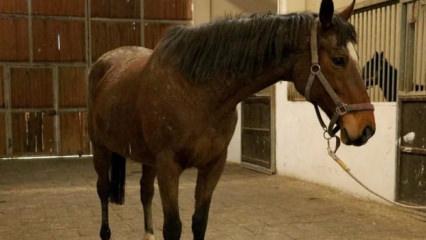 TMSF'den satılık İngiliz kısrağı ve dişi tay