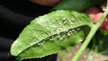 &Uuml;&ccedil;l&uuml; istilacı t&uuml;r, &ccedil;ift&ccedil;inin k&acirc;busu oldu! Doğu Karadeniz&rsquo;de yayılıyor 