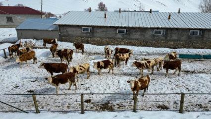 Plazalardan sıkıldı k&ouml;y&uuml;ne d&ouml;nd&uuml;: 40 hayvanla başladı servete b&ouml;yle ulaştı