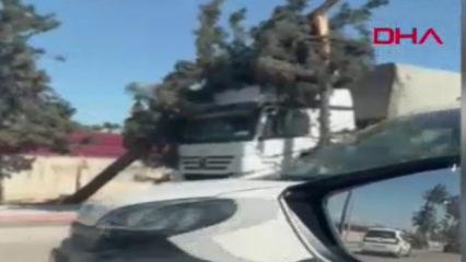 Adana'da r&uuml;zgar nedeniyle ağa&ccedil;lar devrildi