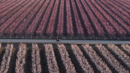 Bahar renkleri mest etti: Hatay&rsquo;da meyve ağa&ccedil;ları &ccedil;i&ccedil;ek a&ccedil;tı