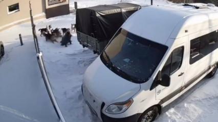 Buzda kayıp d&uuml;şt&uuml;, k&ouml;peklerin hedefi oldu: Kamyonun altına girerek kurtuldu