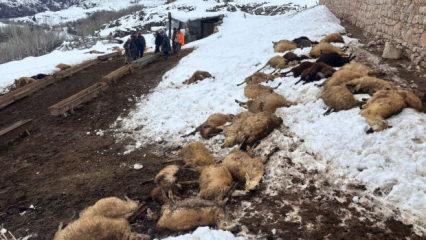 80 koyunu bir anda telef olan besiciden kahreden s&ouml;zler: "Yiyen d&uuml;şt&uuml;..."