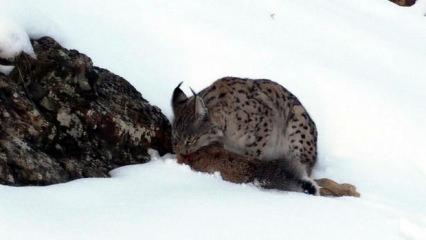 Erzincan'da vaşak avını par&ccedil;alarken kameraya yansıdı