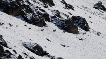 Kamera &ouml;yle bir g&ouml;r&uuml;nt&uuml; kaydetti ki! İzleyen tekrar tekrar oynattı