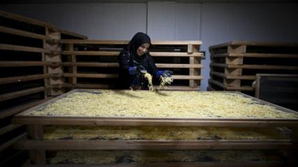  Bir &ccedil;uval unla başlayan ihracat ser&uuml;veni: Kınalı eller sınırları aştı