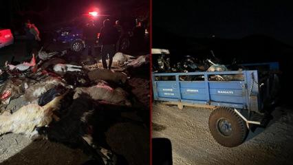 Hatay'da besiciyi &ccedil;aresiz bırakan olay: Su i&ccedil;en 43 k&uuml;&ccedil;&uuml;kbaş telef oldu