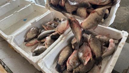 İstilacı İsrail sazanları balık&ccedil;ılara gelir kaynağı oldu