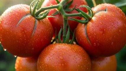 Trilyon dolarları y&ouml;netiyordu şimdi domates ekiyor: Efsane y&ouml;netici tarlaya indi