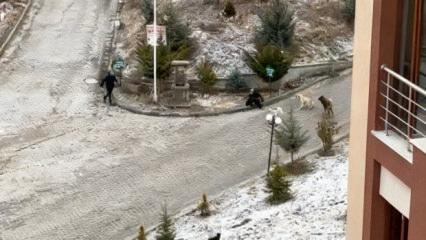 Kastamonu'da dehşet anları: Sokak k&ouml;pekleri kadın ve &ccedil;ocuklara saldırdı