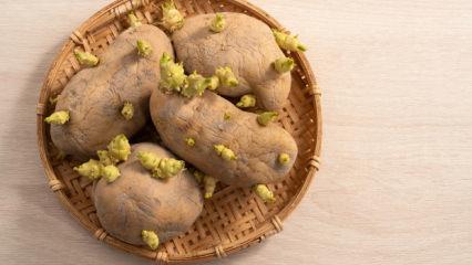 Patates neden &ccedil;abuk filizlenir? Doğru saklama y&ouml;ntemleri