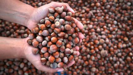 Karadeniz fındığı d&uuml;nyayı sarıyor: 87 &uuml;lkeye 389 milyon dolarlık dev ihracat