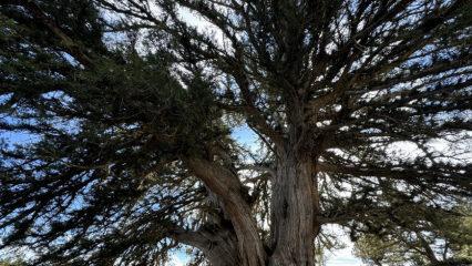 Tam 1931 yaşında! Karaman&rsquo;daki anıt ağa&ccedil; yıllara meydan okuyor