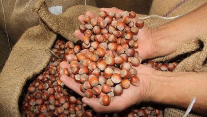 T&uuml;rkiye, fındık ihracatından iki ayda 388 milyon doları aşkın gelir sağladı