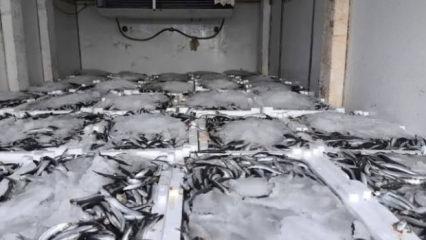 Yakaladığı 290 kasa balığın sevinci kursağında kaldı 