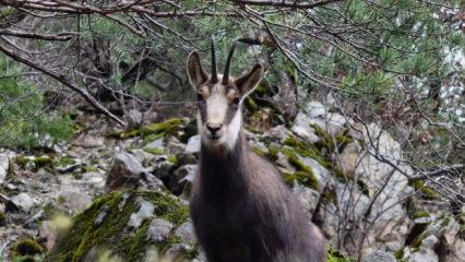 Sadece G&uuml;m&uuml;şhane'de g&ouml;r&uuml;l&uuml;yor! Bakanlığın paylaştığı video tekrar tekrar oynatıldı 
