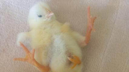 Diyarbakır'da d&ouml;rt ayaklı civcivi g&ouml;ren şaşıp kaldı 