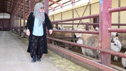 Aldığı devlet desteğiyle 103 koyunu 800 başa &ccedil;ıkarttı 