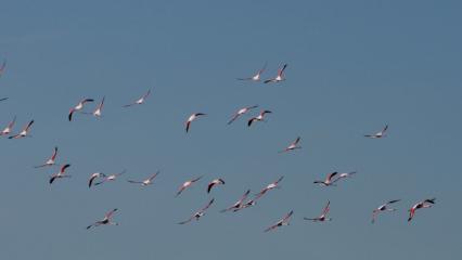 Allı turnalar Yozgat&rsquo;ta baharı m&uuml;jdeledi!