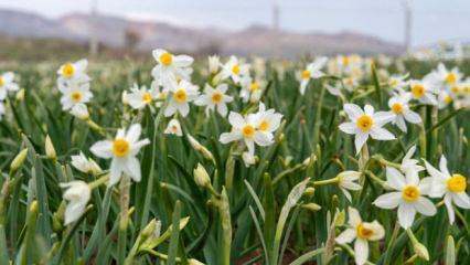 Baharın habercisi! &Ccedil;i&ccedil;ek a&ccedil;tılar