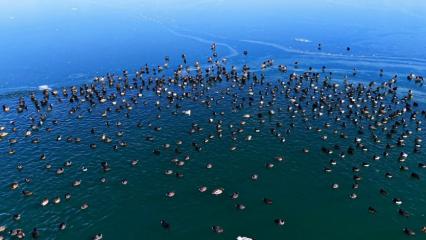 Bitlis Nazik G&ouml;l&uuml;&rsquo;nde &ouml;rdekler buzların arasında g&ouml;rsel ş&ouml;len oluşturdu