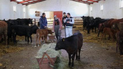 Devlet desteğiyle besiciliğe başlamıştı! 5 ayda hayvan sayısını ikiye katladı