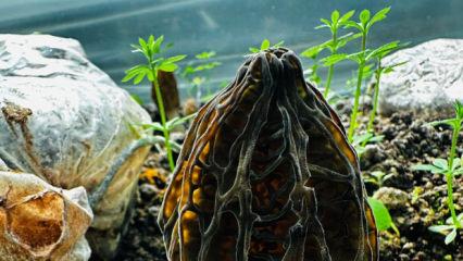 Fiyatı kırmızı eti fersah fersah solladı! Rakamı duyan şoke oldu