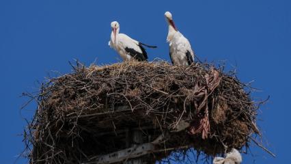  Yaren Leylek, eşi Nazlı ile de buluştu