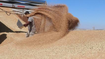 Hububat &uuml;retiminde bu yıl y&uuml;ksek verim bekleniyor