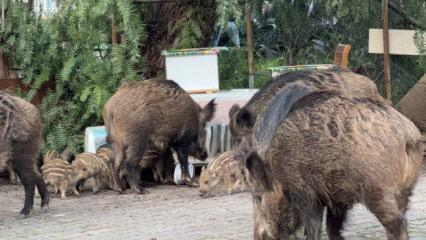 İzmir'de domuz alarmı: G&uuml;nd&uuml;z vakti sokaklarda yiyecek aradılar