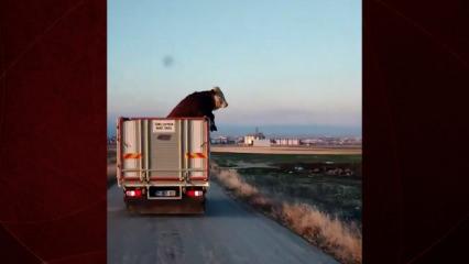 Kamyondaki dananın keyifli yolculuğu g&ouml;renleri şaşkına &ccedil;evirdi!