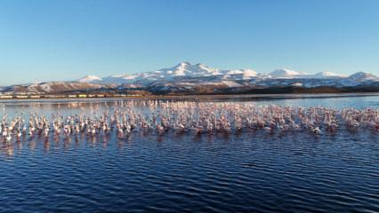 Kayseri&rsquo;de flamingolar Erciyes Dağı manzarasıyla mest etti