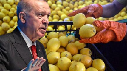 Limon fiyatları 100 lirayı aşmıştı! Cumhurbaşkanı Erdoğan devreye girdi