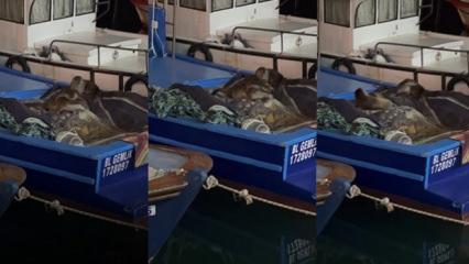 Bursa'da teknesinde buldu: Kendisi bile inanamadı! &Ouml;ld&uuml;rmenin cezası 100 bin TL 