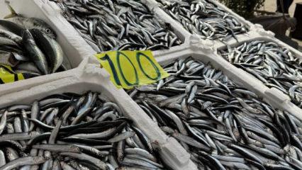 Tezgahların en ucuz balığı! Hamsiye ilgi yoğun