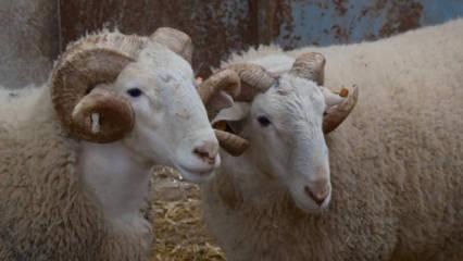 T&uuml;rkiye'nin en değerli ko&ccedil;ları rekor fiyatlara satılıyor