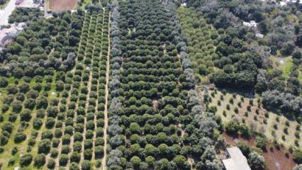 Y&uuml;zde 70'ini kadınlar &uuml;retiyor: T&uuml;rkiye'nin limon deposunda son hasat Fiyatı beşe katlandı