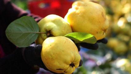 Ayva değil sanki altın! Bir kilosu 300 lirayı g&ouml;rd&uuml;: Pazarın yeni "l&uuml;ks&uuml;" oldu