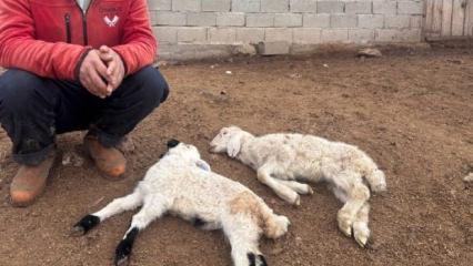 Erzincan'da sır hastalık! Besiciler &ccedil;aresiz kaldı: İl genelinde kuzu &ouml;l&uuml;mleri yaşanıyor 