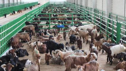 241 milyon euro hibe desteği! &Ouml;deme takvimi ve kapsam belli oldu"