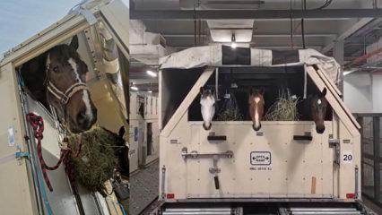 Savaş, atlar ve insanlar