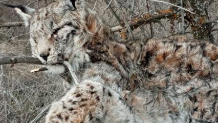 Canlı olarak g&ouml;rmek bile imkansızdı! 'Hayalet Avcı' &ouml;l&uuml; olarak bulundu