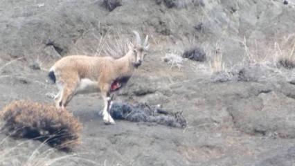 Erzurum'da yaralı halde g&ouml;r&uuml;nt&uuml;lendi! Cezayı duyan ke&ccedil;ileri ka&ccedil;ırdı