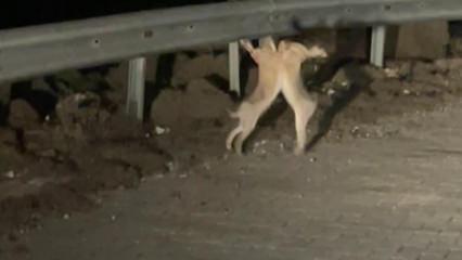 Vatandaş &ouml;yle bir g&ouml;r&uuml;nt&uuml; kaydetti ki! İzleyen tekrar tekrar oynattı