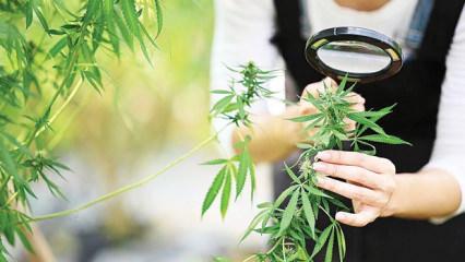 Kenevir &uuml;retiminde yeni d&ouml;nem: Kota ve denetim esaslı model devreye girdi