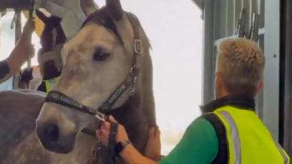 Mahsur kalan y&uuml;zlerce yarış atı Bel&ccedil;ika&rsquo;ya ulaştırıldı